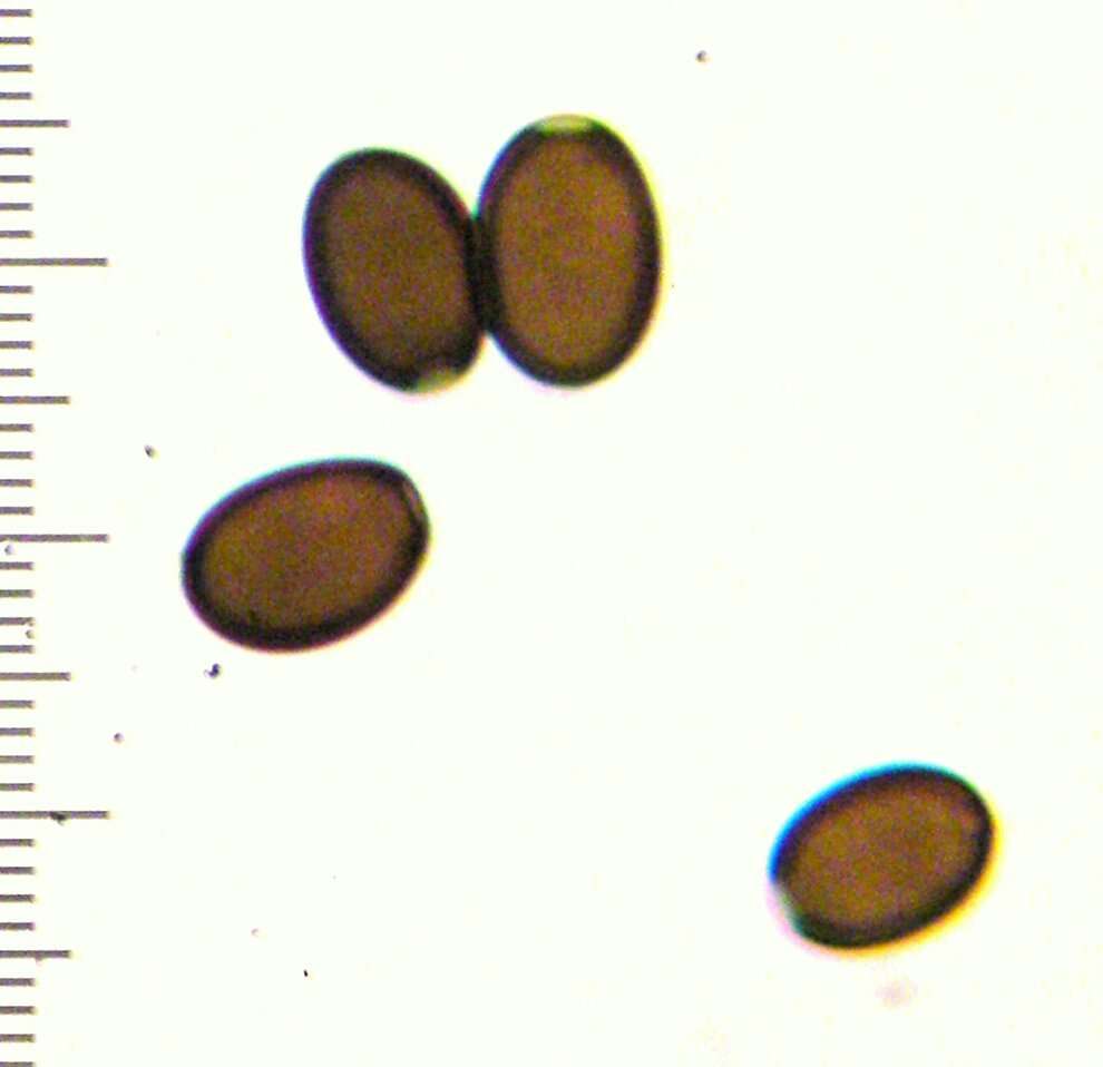 Coprinellus impatiens (Fr.) J. E. Lange 1938 resmi