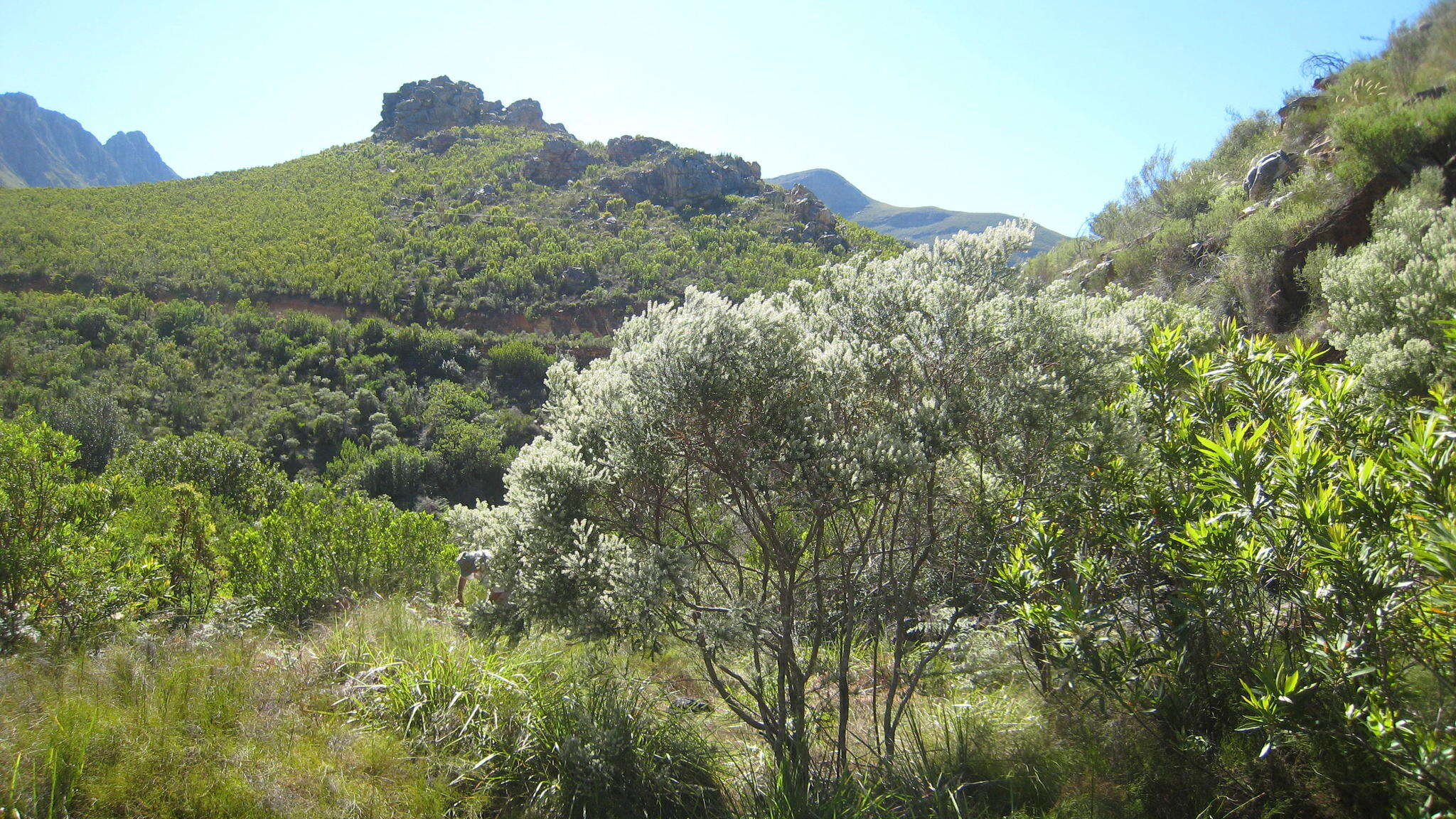 Image of Phylica axillaris var. axillaris