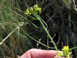 صورة Sisymbrium capense Thunb.