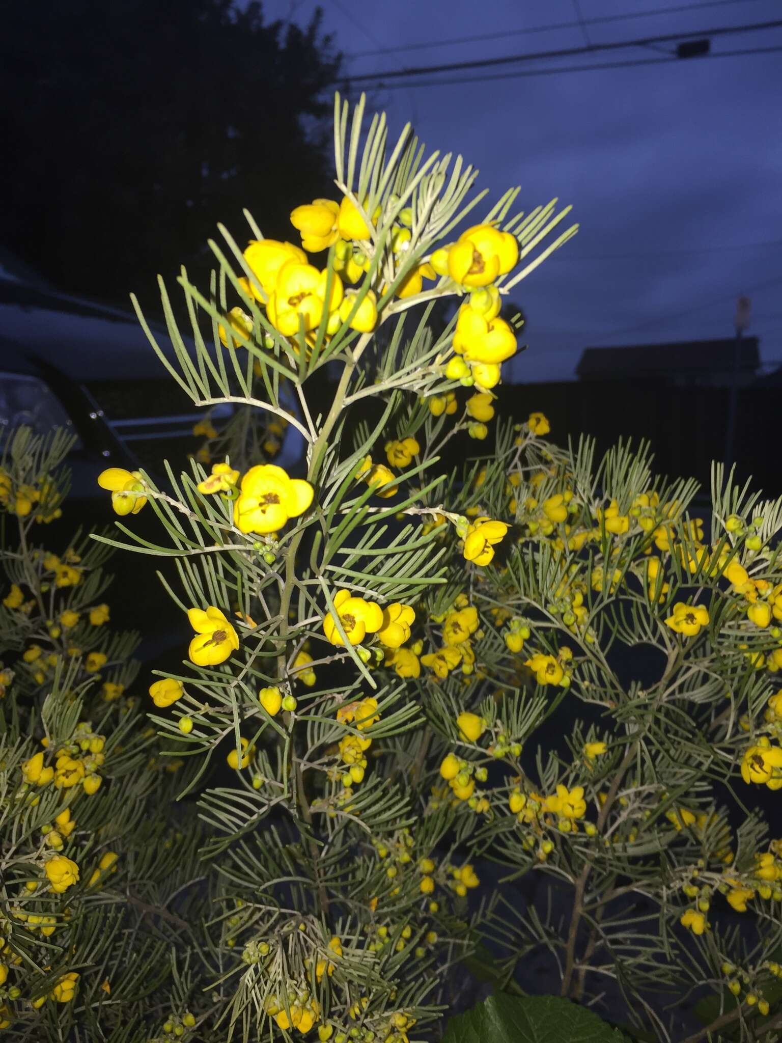 Image of Burnt-leaved Acacia