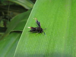 Image of Myrmecopsis strigosa (Druce 1884)