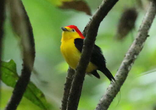 Image of Wire-tailed Manakin