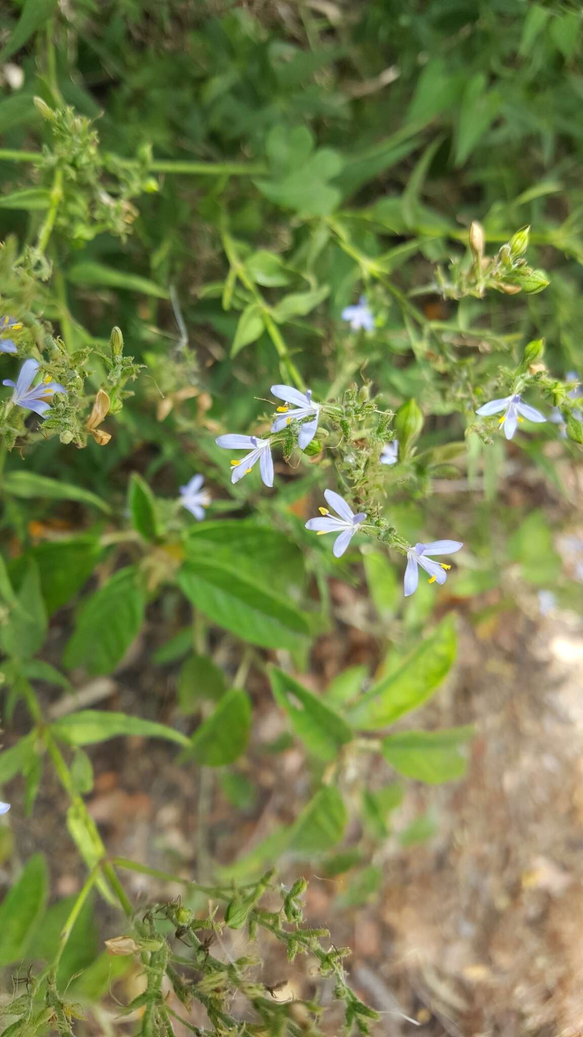 Image of smallflower wrightwort