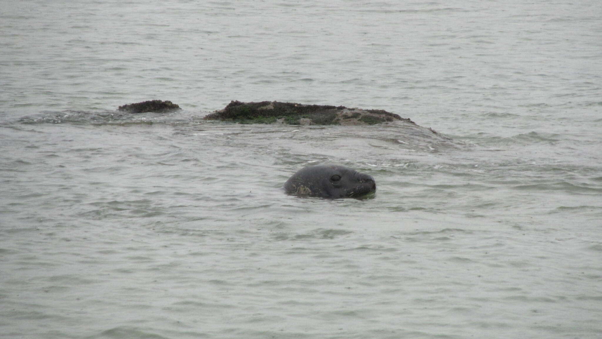 Image of South Atlantic Elephant-seal