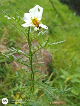 Imagem de Solanum pinnatisectum Dun.