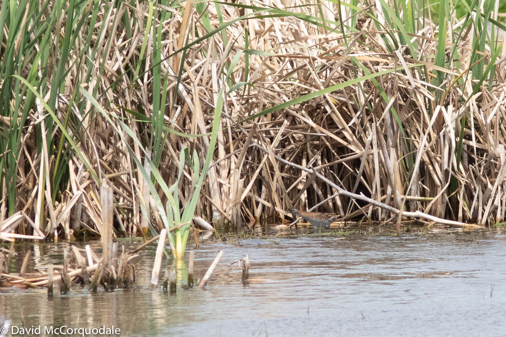 Image of Baillon's Crake