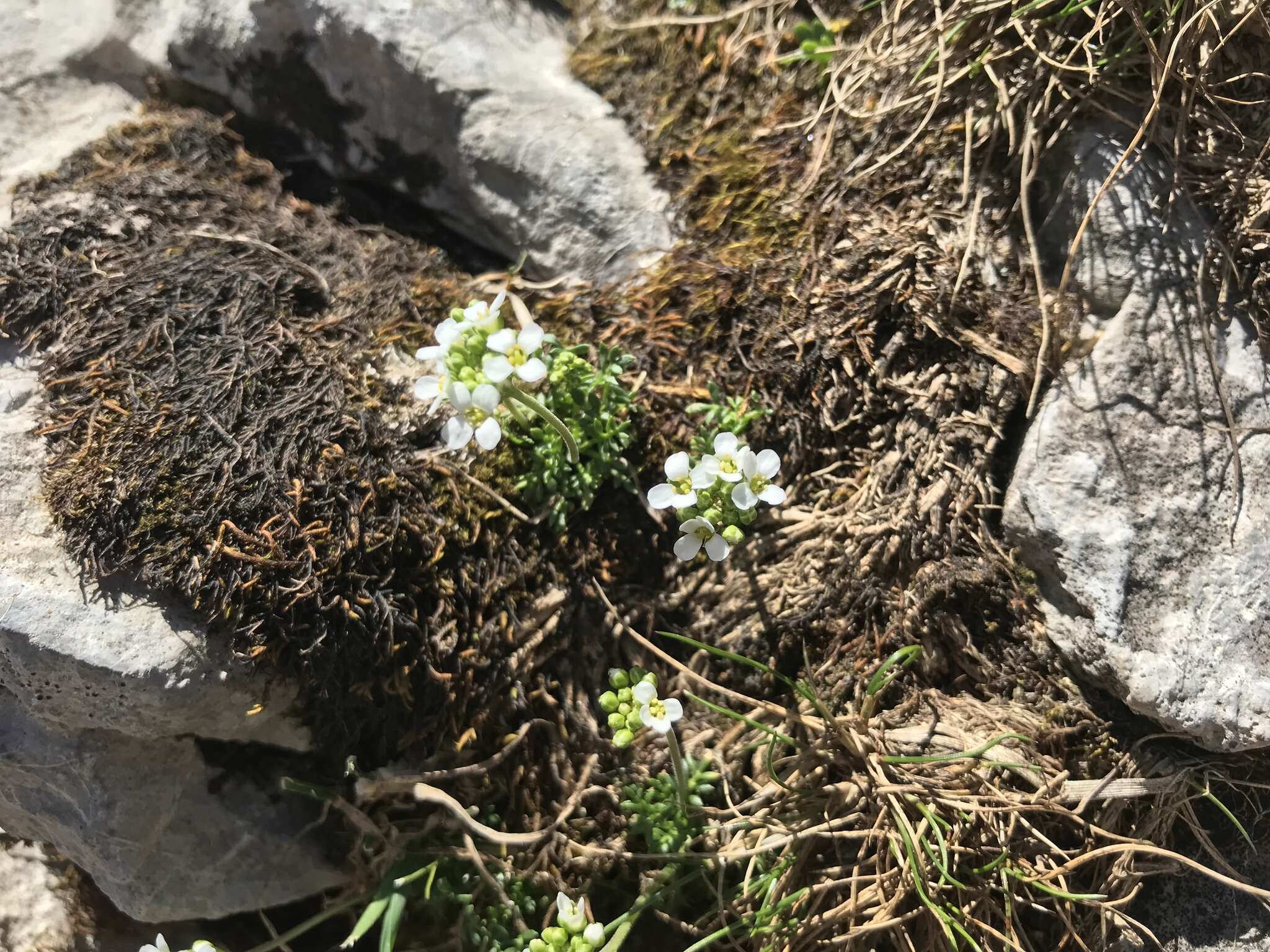 Image of alpine hutchinsia