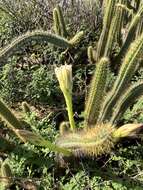 Image of Cereus insularis Hemsl.