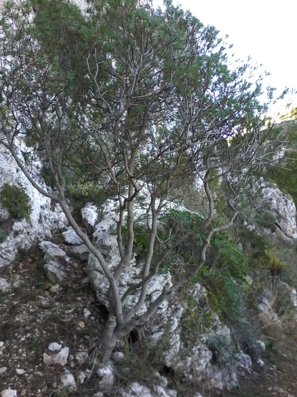 Image of tree spurge