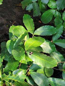 Image of American muskwood