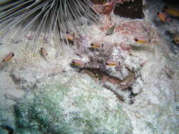 Image of Barred Cardinalfish