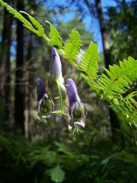 Aconitum volubile var. pubescens Regel的圖片