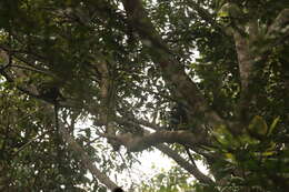 Image of Greater Spot-nosed Guenon