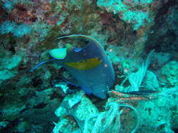 Image of Halfmoon Angelfish