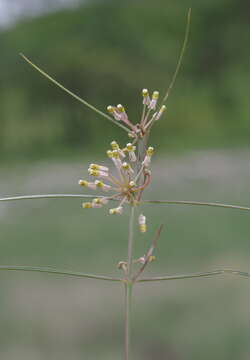 Image of Xysmalobium holubii Scott Elliott.