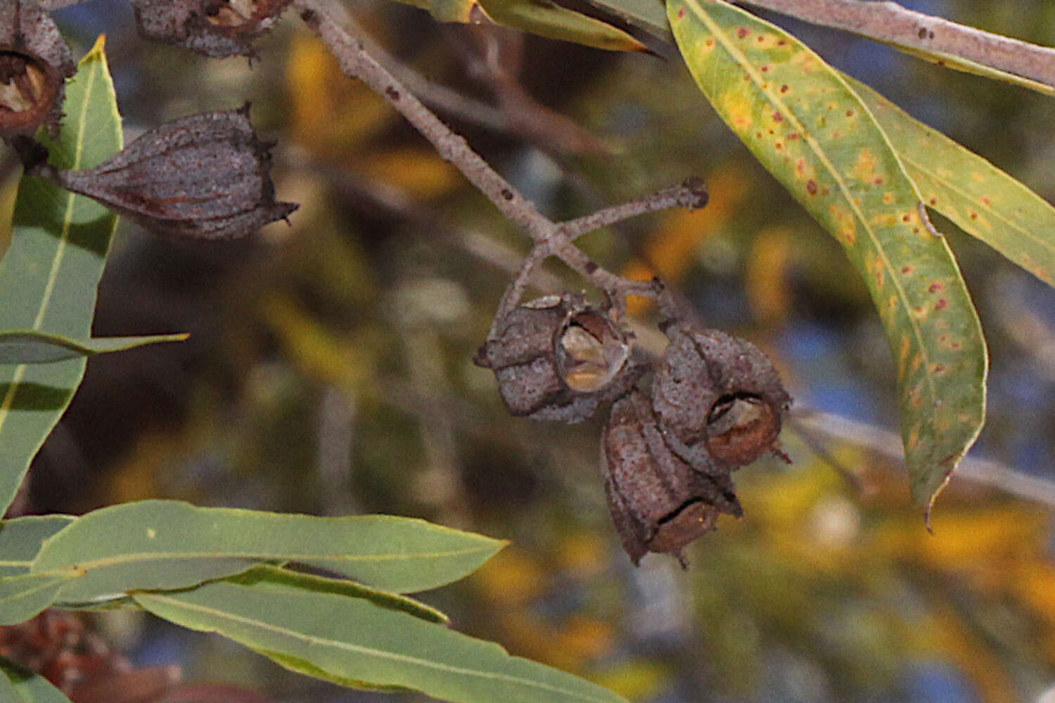 Angophora melanoxylon F. Müll. ex R. T. Baker的圖片