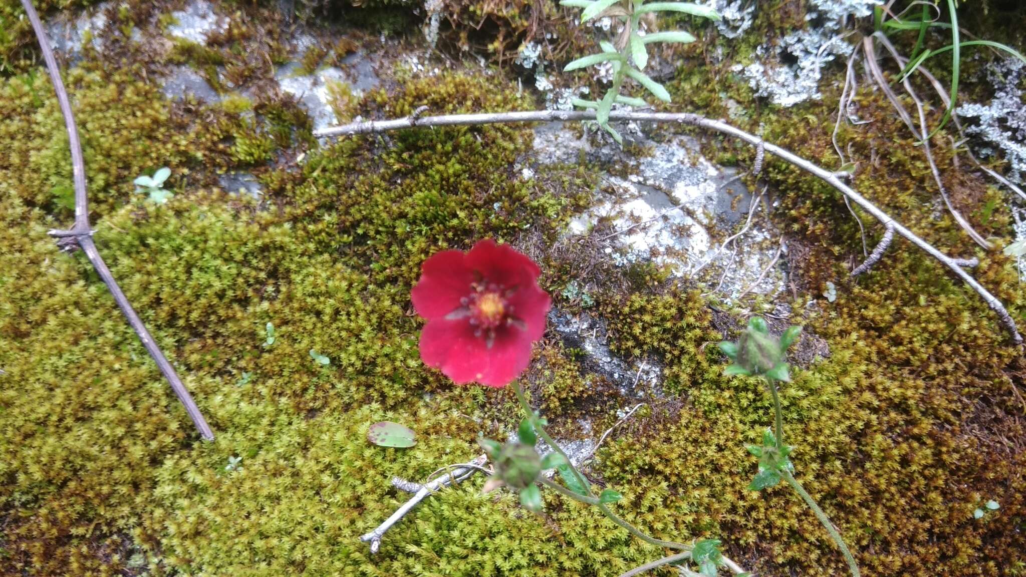 Image of Potentilla nepalensis Hook.