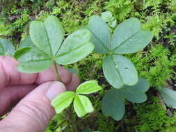 Imagem de Oxalis spiralis subsp. spiralis