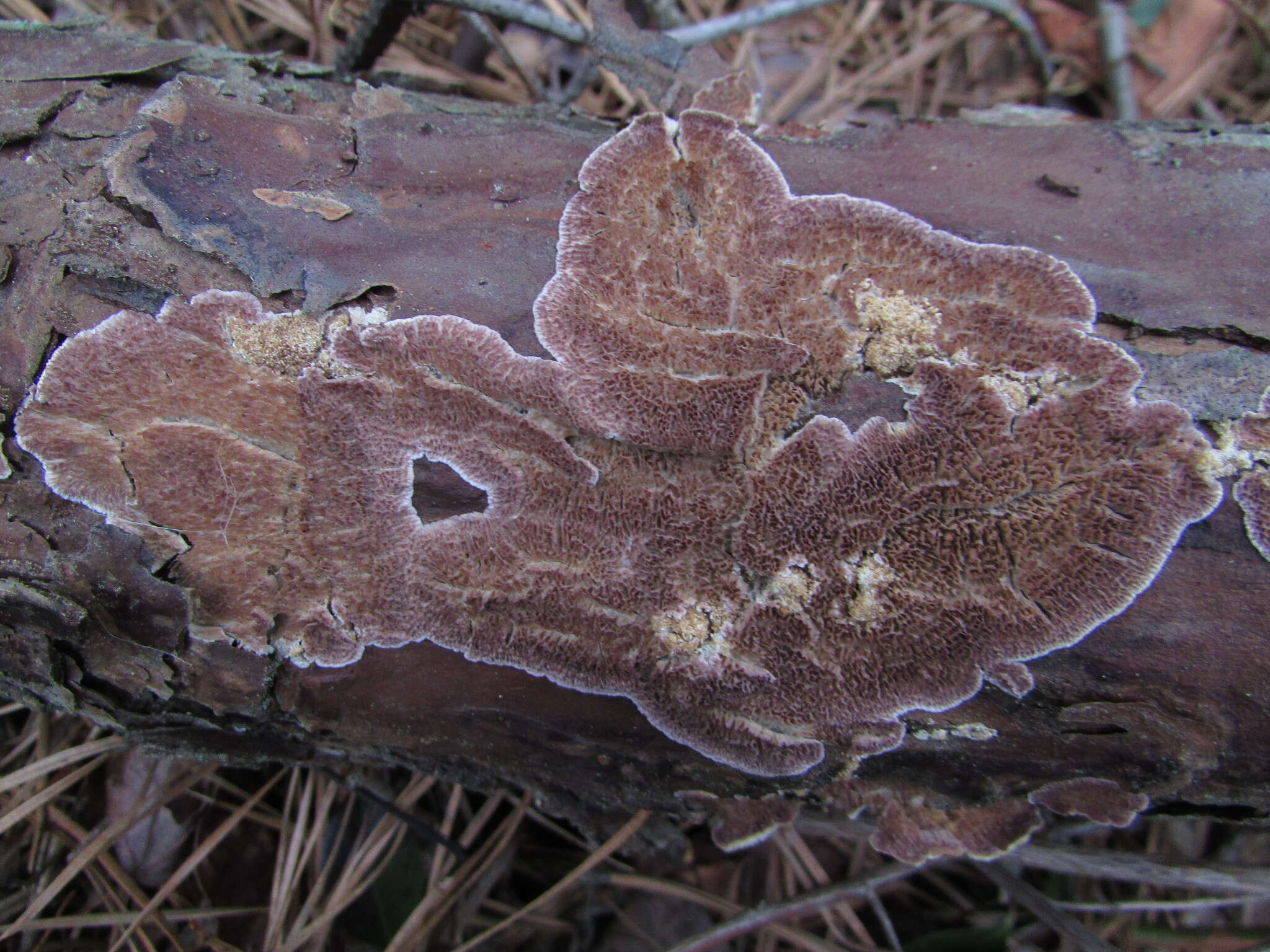 صورة Trichaptum fuscoviolaceum (Ehrenb.) Ryvarden 1972