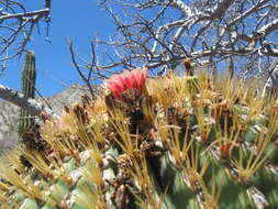 Image of Ferocactus diguetii subsp. diguetii