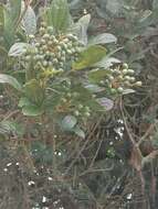 Image of Viburnum triphyllum Benth.