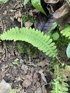 Image of Blechnum asplenioides Sw.