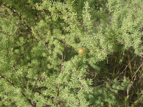 Image of Asparagus rubicundus P. J. Bergius