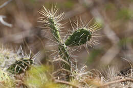 Opuntia triacanthos resmi