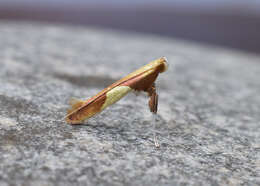 Image of Caloptilia packardella (Chambers 1872)