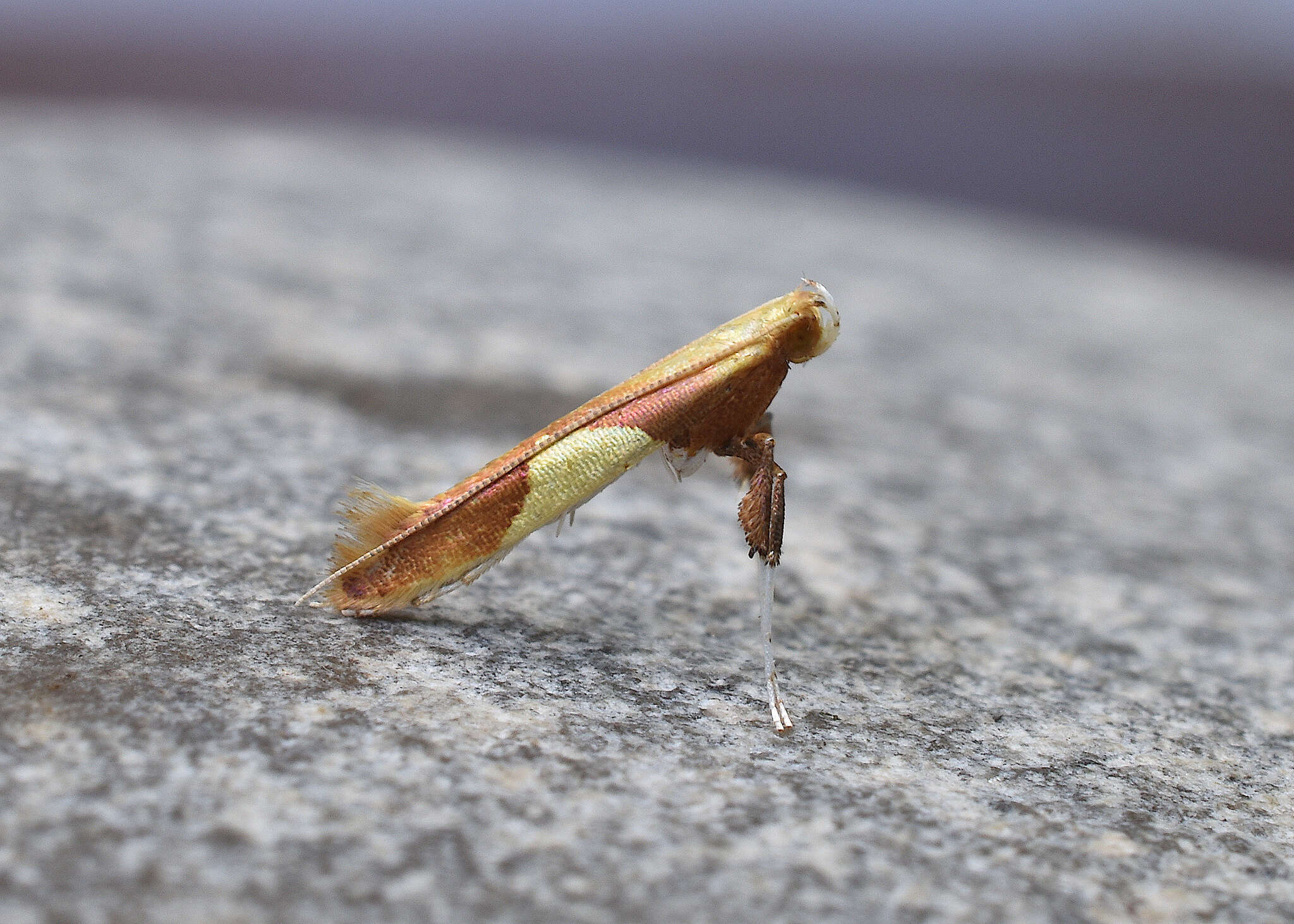 Image of Caloptilia packardella (Chambers 1872)