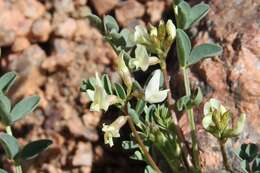 Image of Front Range milkvetch