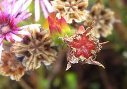Image of Pentagonal Spoonfig