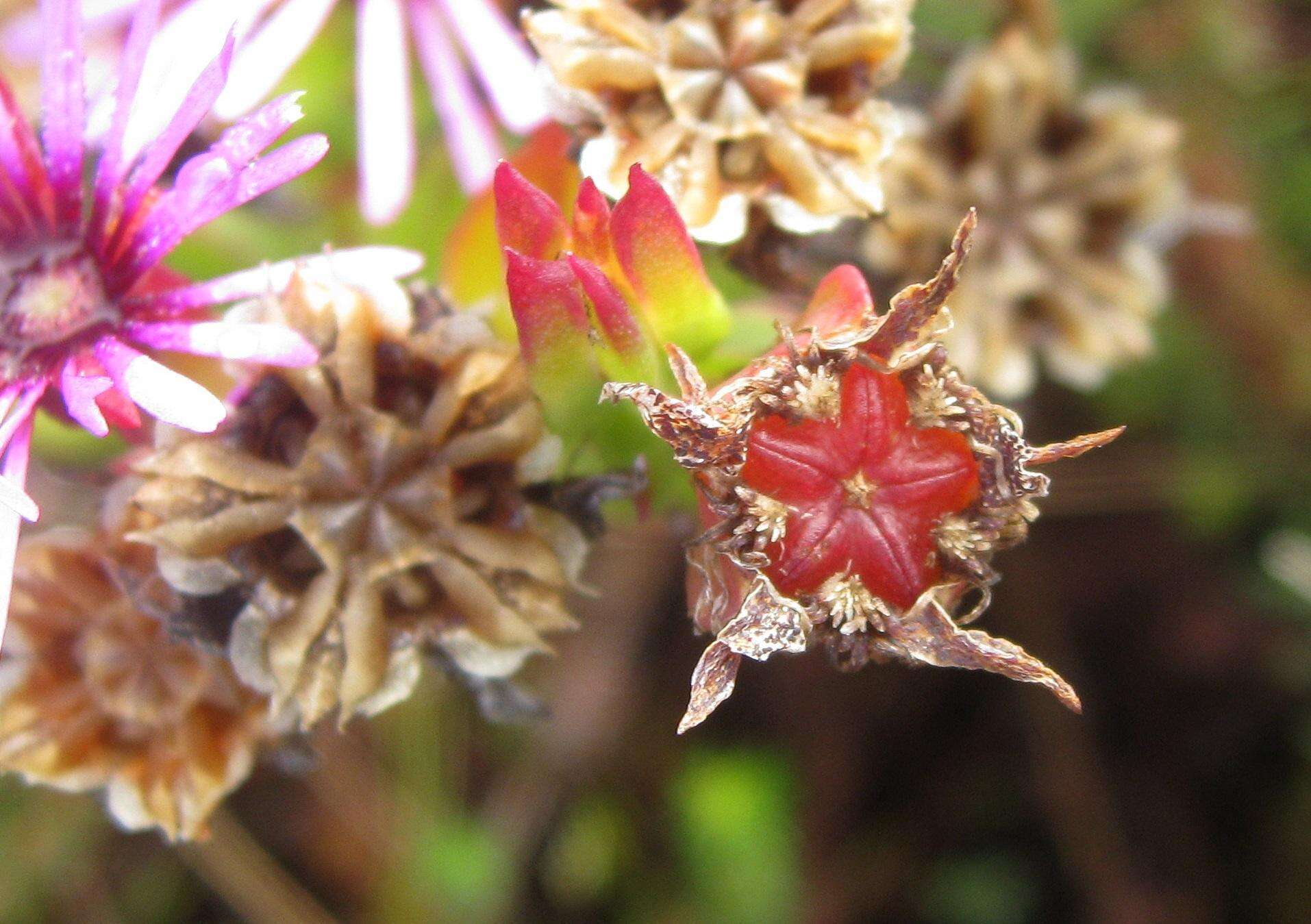Image of Pentagonal Spoonfig