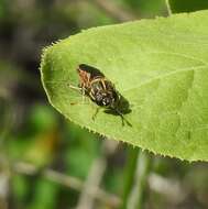 Image of Hermetia aurata Bellardi 1859