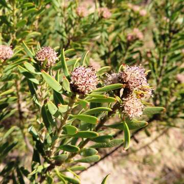 Image of grey conebush