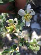 Image of ragged rockflower