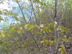 Image de Prunus sargentii Rehd.