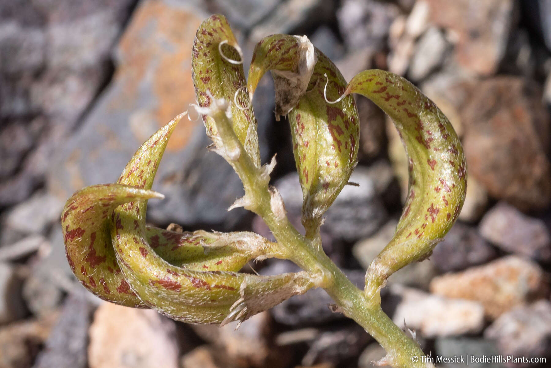 Imagem de Astragalus iodanthus S. Wats.