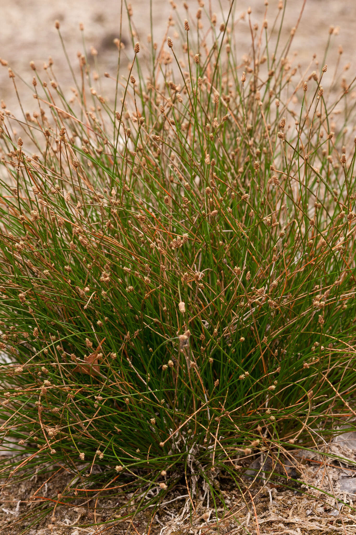 Plancia ëd Eleocharis geniculata (L.) Roem. & Schult.