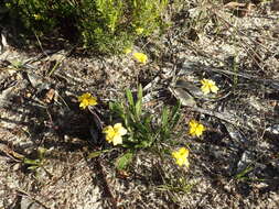 Image of Goodenia geniculata R. Br.