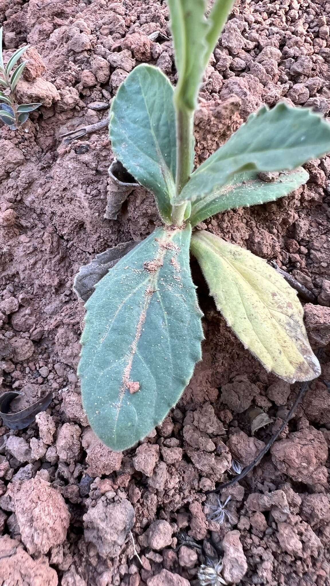 Image of Podocoma blanchetiana Baker