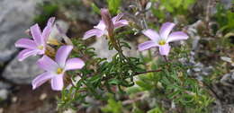 Imagem de Oxalis subsessilis L. Bolus