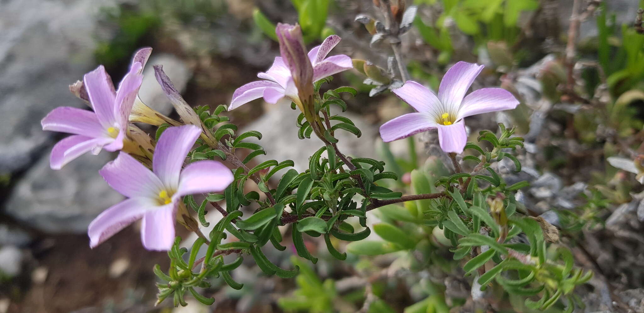 Image of Oxalis subsessilis L. Bolus