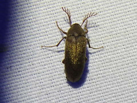 Image of Trigonodera