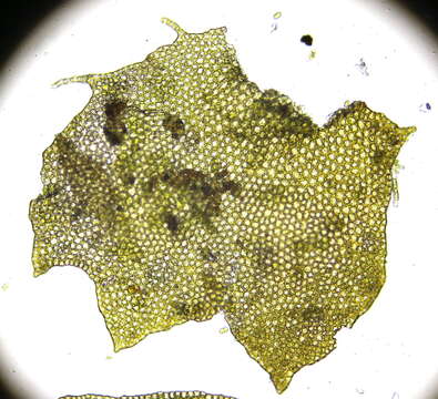 Image of Neoorthocaulis floerkei (F. Weber & D. Mohr) L. Söderstr., De Roo & Hedd.