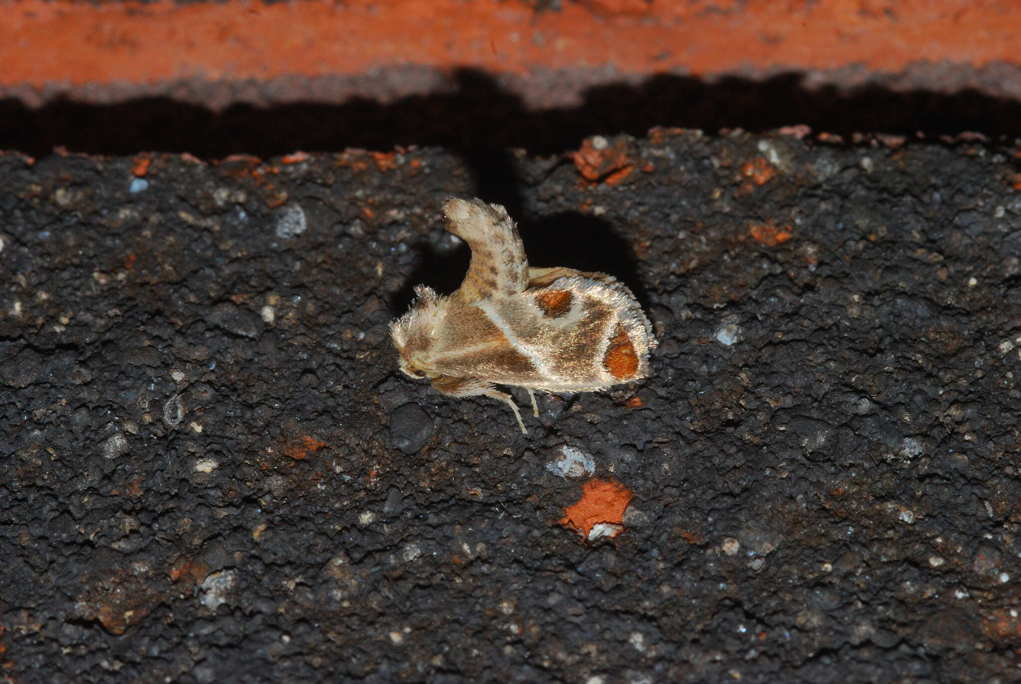 Image of Shagreened Slug Moth