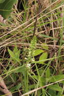 Image of Coutoubea spicata Aubl.