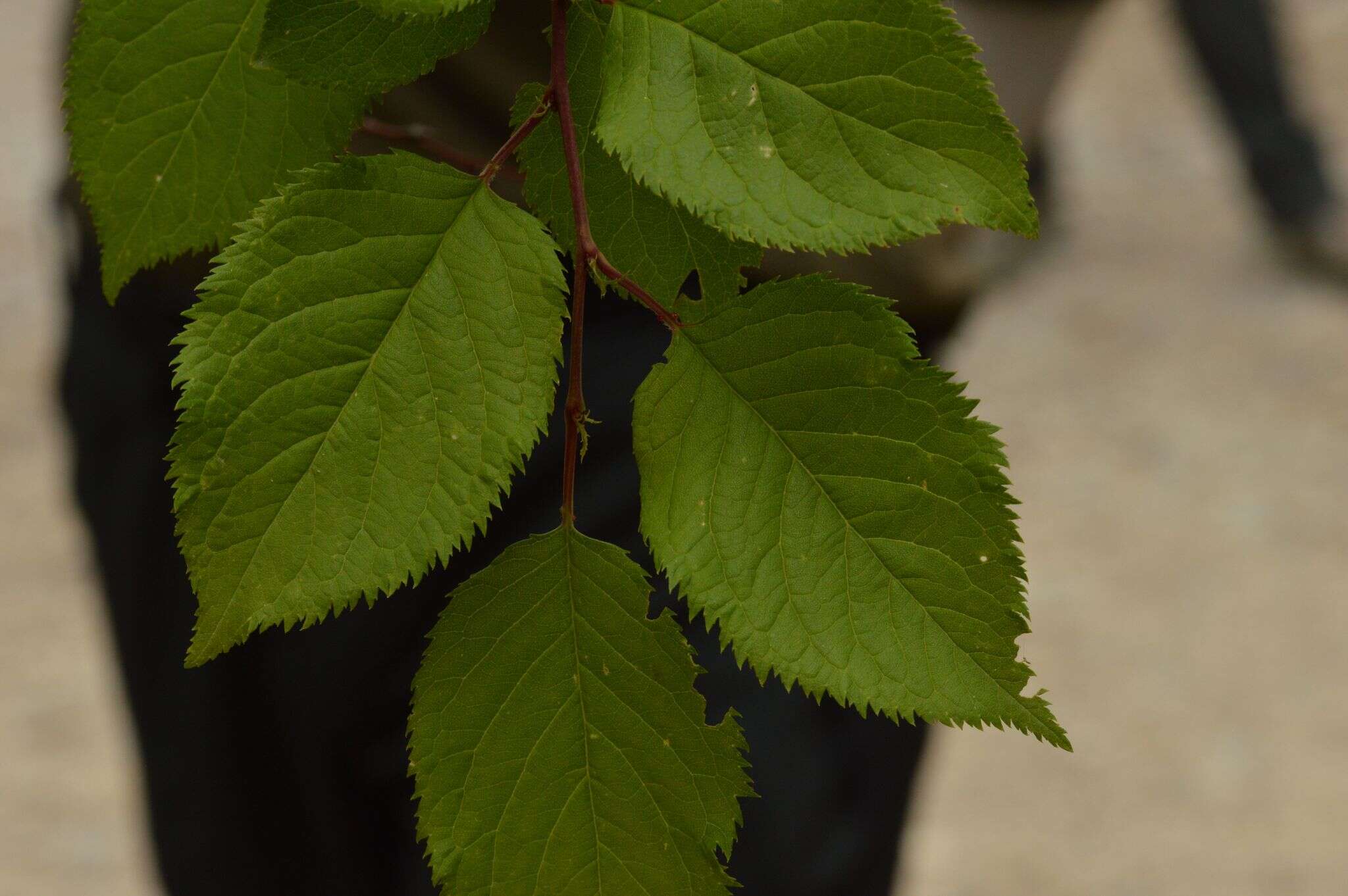 Imagem de Prunus brigantina Vill.