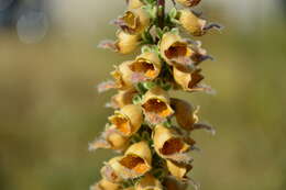 Imagem de Digitalis ferruginea L.