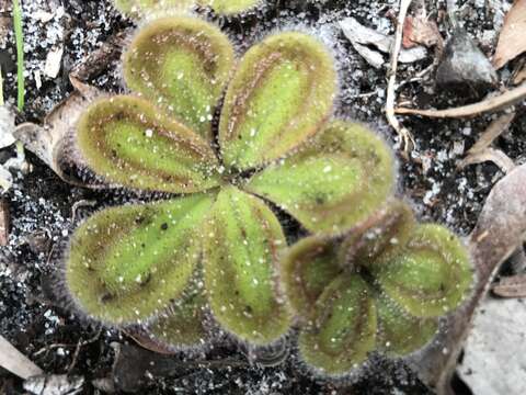 Image of Drosera erythrorhiza subsp. squamosa (Benth.) N. Marchant & Lowrie